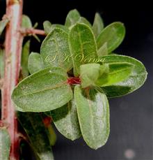  Upper leaves
